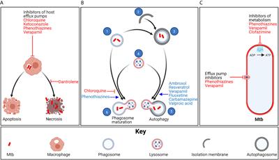 Something Old, Something New: Ion Channel Blockers as Potential Anti-Tuberculosis Agents